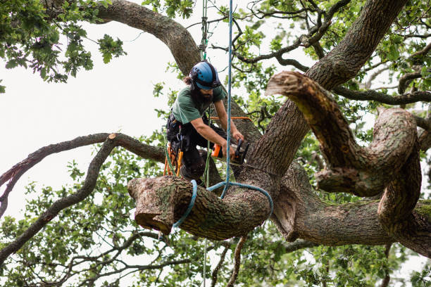 Best Lawn Dethatching  in USA